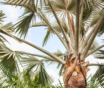 棕榈种植园和方式