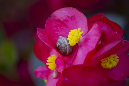 蜗牛在花上