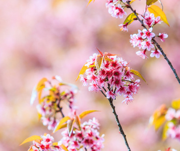 樱花鲜花背景