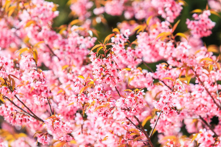 樱花鲜花背景