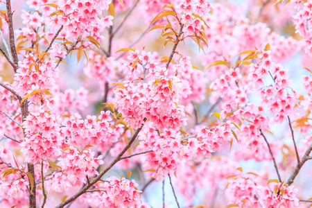 樱花鲜花背景