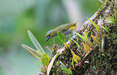 白 lored Euphonia Euphonia chrysopasta 在厄瓜多尔