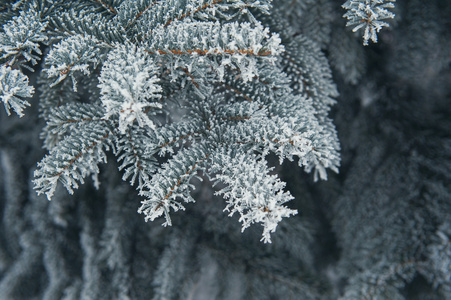 圣诞节背景的白雪覆盖的树木