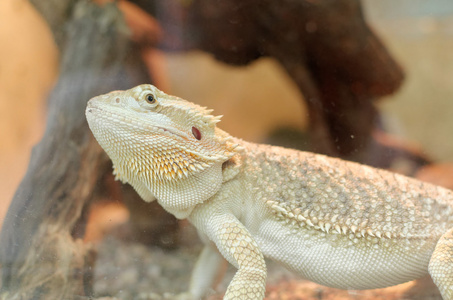 大胡子的龙或 pogona vitticeps