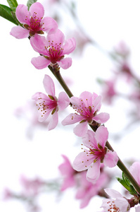 粉红色的花朵