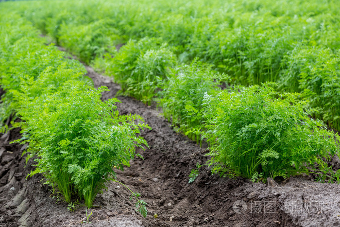胡萝卜生长在字段上