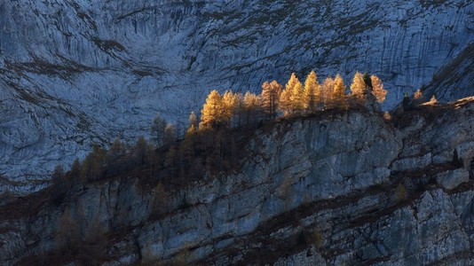 在秋天，陡峭的悬崖上的金色 larchs