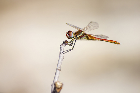 红脉 Dropwing，Trithemis arteriosa