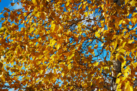 桦木叶秋在蓝蓝的天空背景上