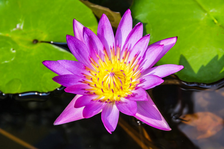 紫莲花或紫色睡莲池塘里