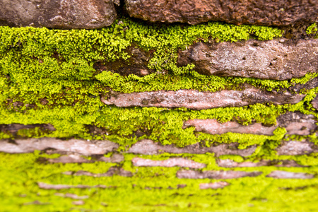 墙面砖  充满绿色的青苔