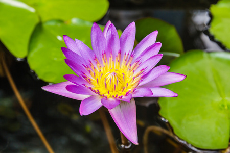 紫莲花或紫色睡莲池塘里