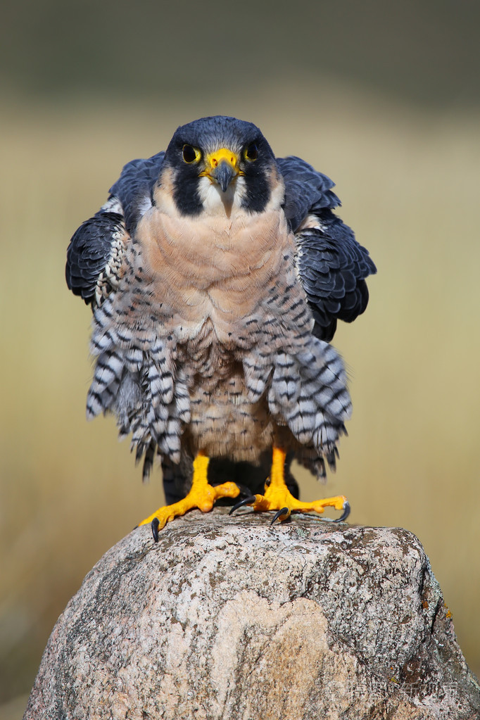游隼坐在一块岩石