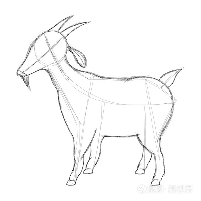 山羊绵羊的原始素描手绘