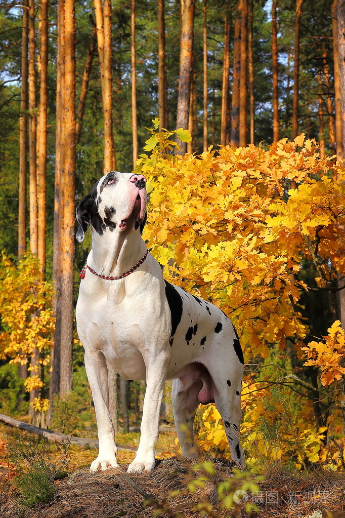 大丹犬在秋天的树林