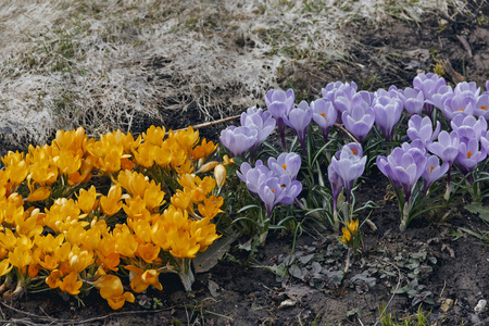 春天的黄色和紫色番红花