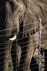 非洲大象在篱笆后面