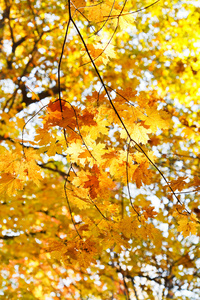 黄色枫叶树枝上在秋天