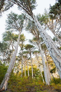 秋天山大峡谷里的克里米亚松树图片