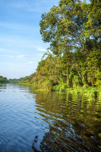 在雨林，秘鲁，南美洲的亚马逊河