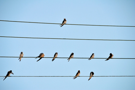 燕子在电线上一群