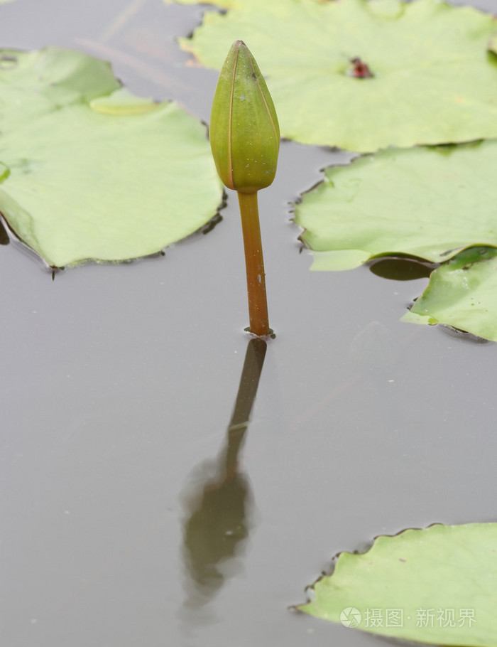 在池塘中的莲花