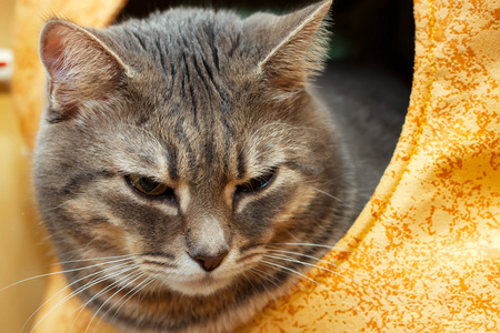 灰色家猫猫房子里