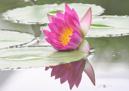 美丽的粉红色睡莲或莲花花，在池塘里