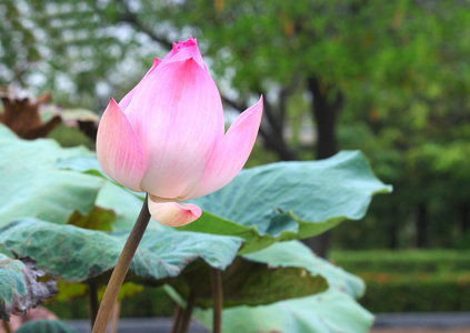 莲花盛开或池塘里的水中百合花开