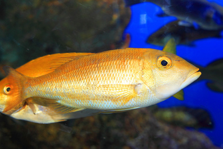 蓝色条纹笛鲷图片