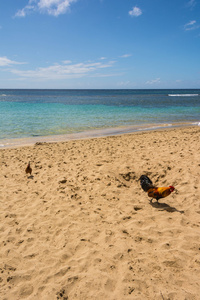 考艾岛海滩上的公鸡
