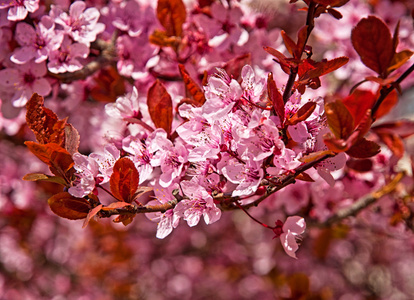 樱花