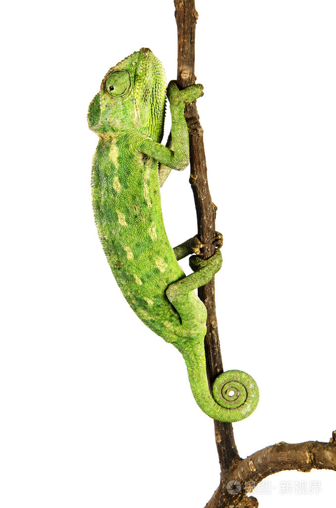 变色龙的树枝上