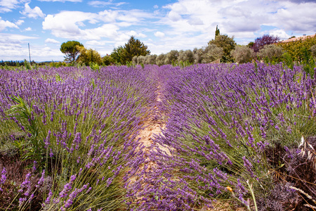 在普罗旺斯，法国的 valensole 附近的薰衣草田