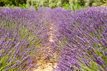 在普罗旺斯，法国的 valensole 附近的薰衣草田