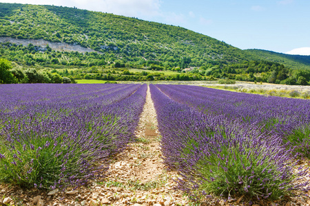 在普罗旺斯，法国的 valensole 附近的薰衣草田