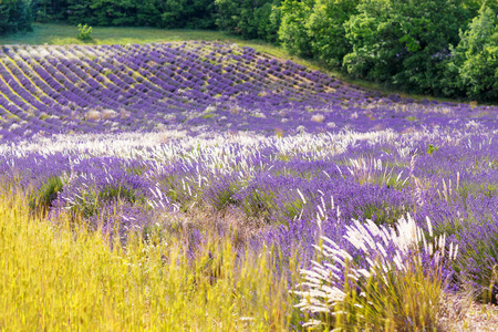 在普罗旺斯，法国的 valensole 附近的薰衣草田