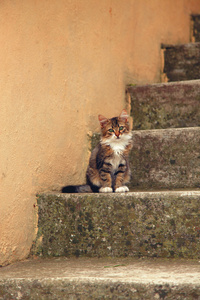 小猫在混凝土楼梯上