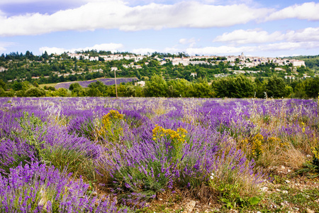 在普罗旺斯，法国的 valensole 附近的薰衣草田