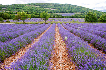 在普罗旺斯，法国的 valensole 附近的薰衣草田