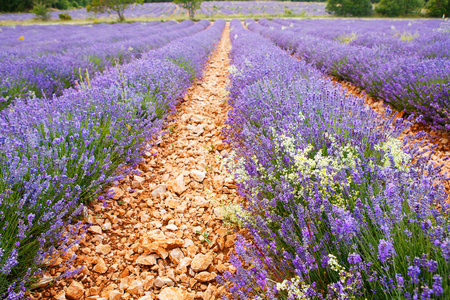 在普罗旺斯，法国的 valensole 附近的薰衣草田