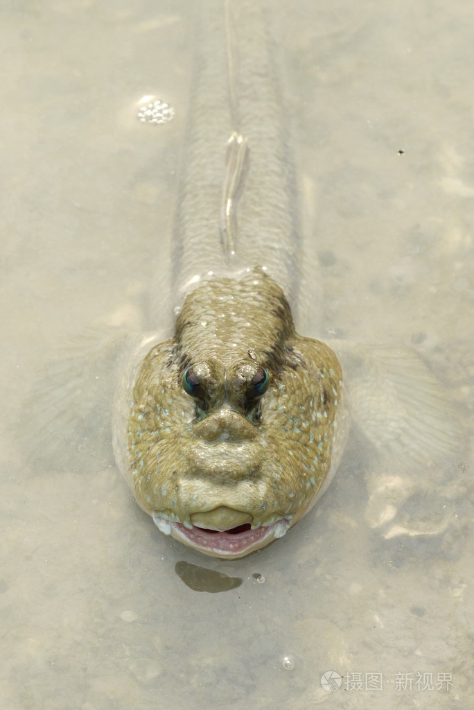 巨大的弹涂鱼的肖像