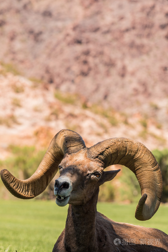 沙漠大角羊羊ram