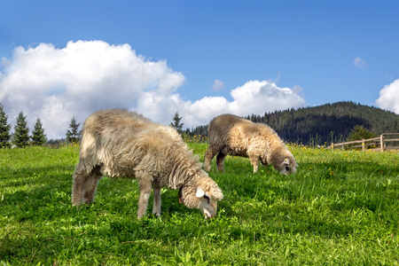 在满茂盛绿草的草地上吃草的羊