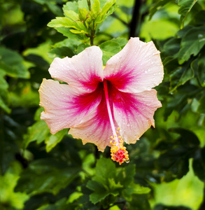 雨后的芙蓉花