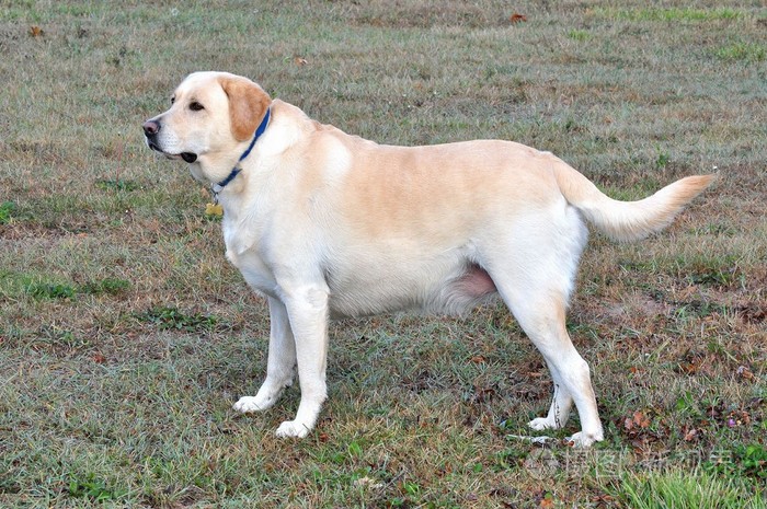 拉布拉多犬