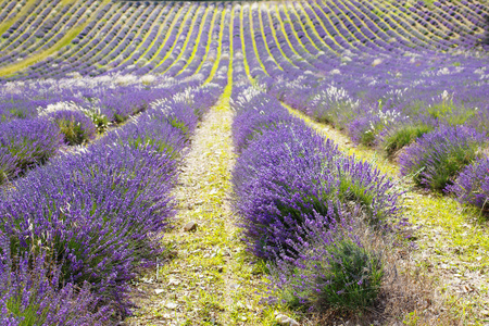 在普罗旺斯，法国的 valensole 附近的薰衣草田