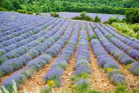 在普罗旺斯，法国的 valensole 附近的薰衣草田