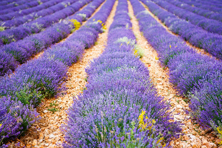 在普罗旺斯，法国的 valensole 附近的薰衣草田