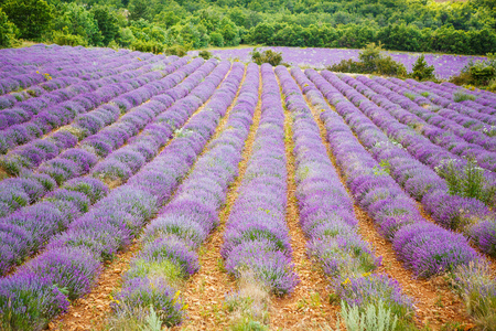 在普罗旺斯，法国的 valensole 附近的薰衣草田